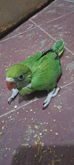 Parrot cgick for sale