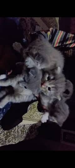 Persian Double cote with 3babies