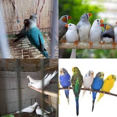 Blue Piston and White Fakhta and Australian and Finches For Sale