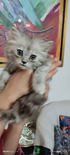 Persian Kitten for Sale