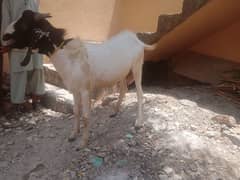 Goat for sale on Qubani