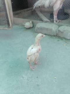 paper white chiks available 03125033381