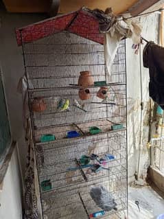 birds parrots cage for sale