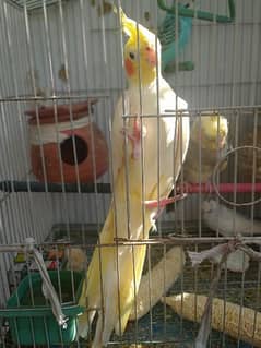 Yellow cocktail parrot and cage