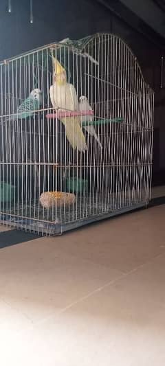 Medium parrot cage