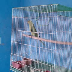 female parrot with cage