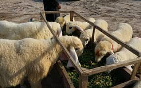 Sheep for sale in Best price 03087552090
