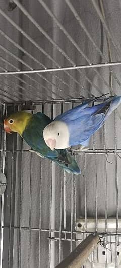 love bird breeder pair for sale