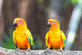 A pair (With DNA) Sun Conure RED FACTOR for sale