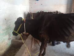 jori cow