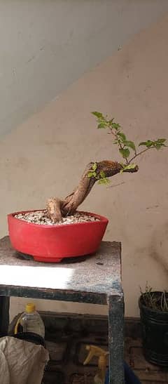 bougainvillea bonsai real living plant