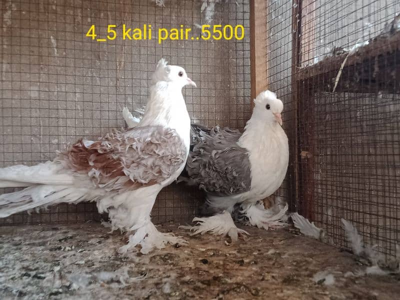 fancy pigeons. diffrent breeds. price mention. cargo available. 3