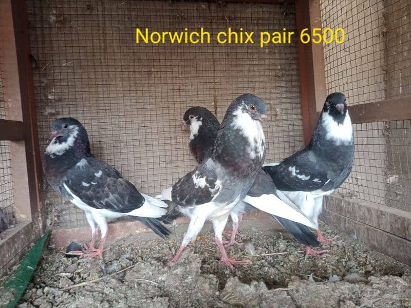 fancy pigeons. diffrent breeds. price mention. cargo available. 6