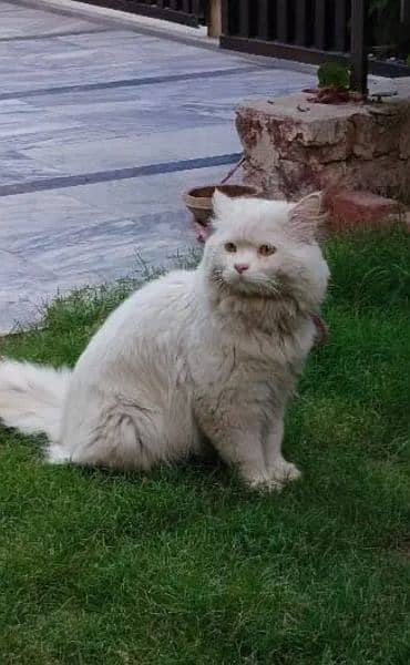 triple coated persian cat 0