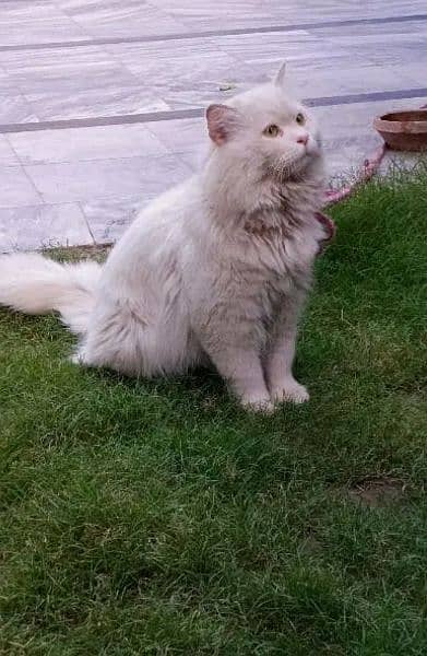 triple coated persian cat 1
