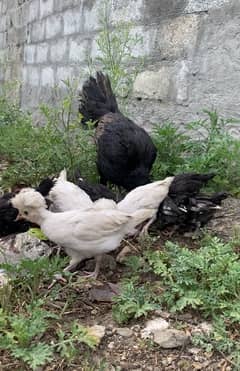 2 month old polish chicks | fancy hen chicks