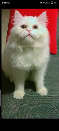 10 months Persian cat