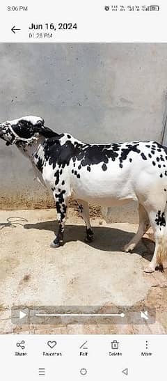 Beautiful Bull for Qurbani