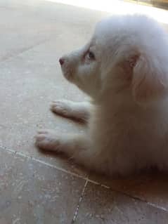 Female Russian Puppies For Sale in Wah Cantt