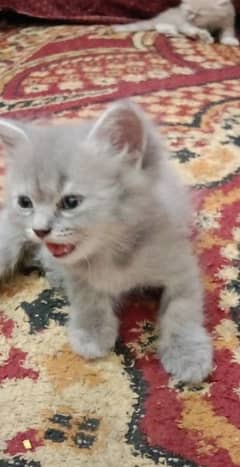Persian kitten available for Sale