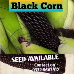Black Corn Seed