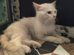 Persian Cat triple COat white male for Sale litter tarined