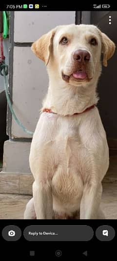 Labrador (9 months)