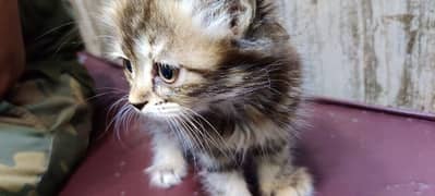 Persian Kitten for sale in Bahria Town