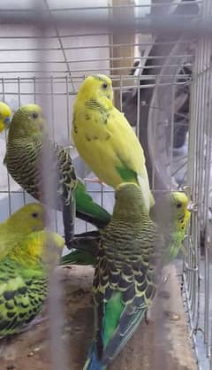 all Australian parrots pairs in 3500
