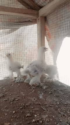 light and coco brahma chiks available