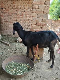 Female Goat - For Qurbani - Bakri