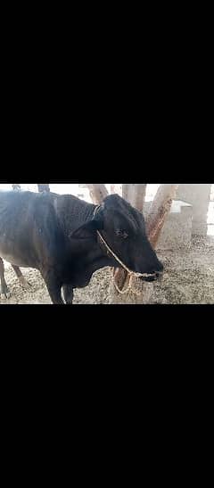 waliti bull