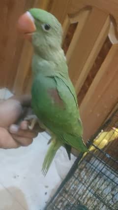 self parrot chick for sale raw
