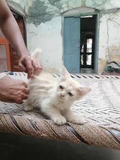 Persian  4 month kitten for sale location sahiwal