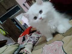 Persian kittens triple coated punch face littered trained for sale