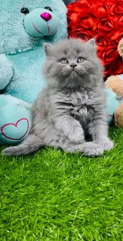 blue eyes grey persian kittens for sale