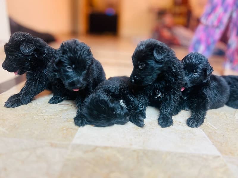 Black German shepherd puppies for sale 4