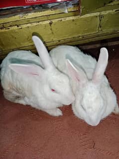 Rabbits pair
