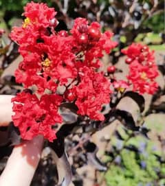 Largestonia red flower
