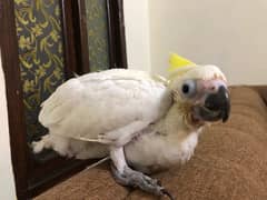 cockatoo chick