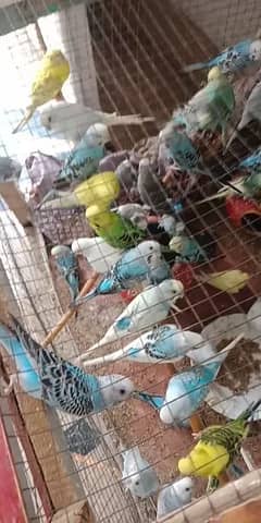 beautiful parrots