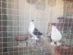 big sherazi  pigeon for sale