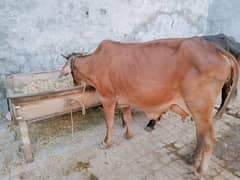 cow for sale for qurbani in best price