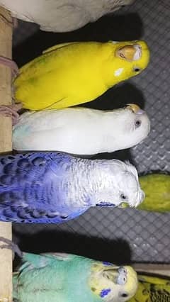 for sale Australian parrot king size