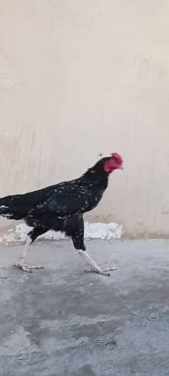 Breader Rooster available for sale