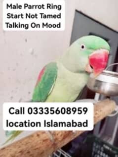 Raw Male Parrot 20,000 Talking On Mood Ring Start Jumbo Size