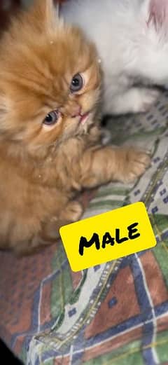 Punch Face kitten's available male & female