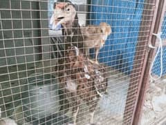 Aseel Hen with 5 Chicks for sale