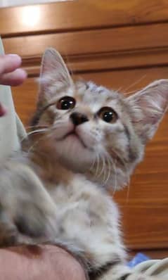 2.5 months old kitten for adoption
