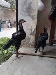 thi pair chicks or ak murgi